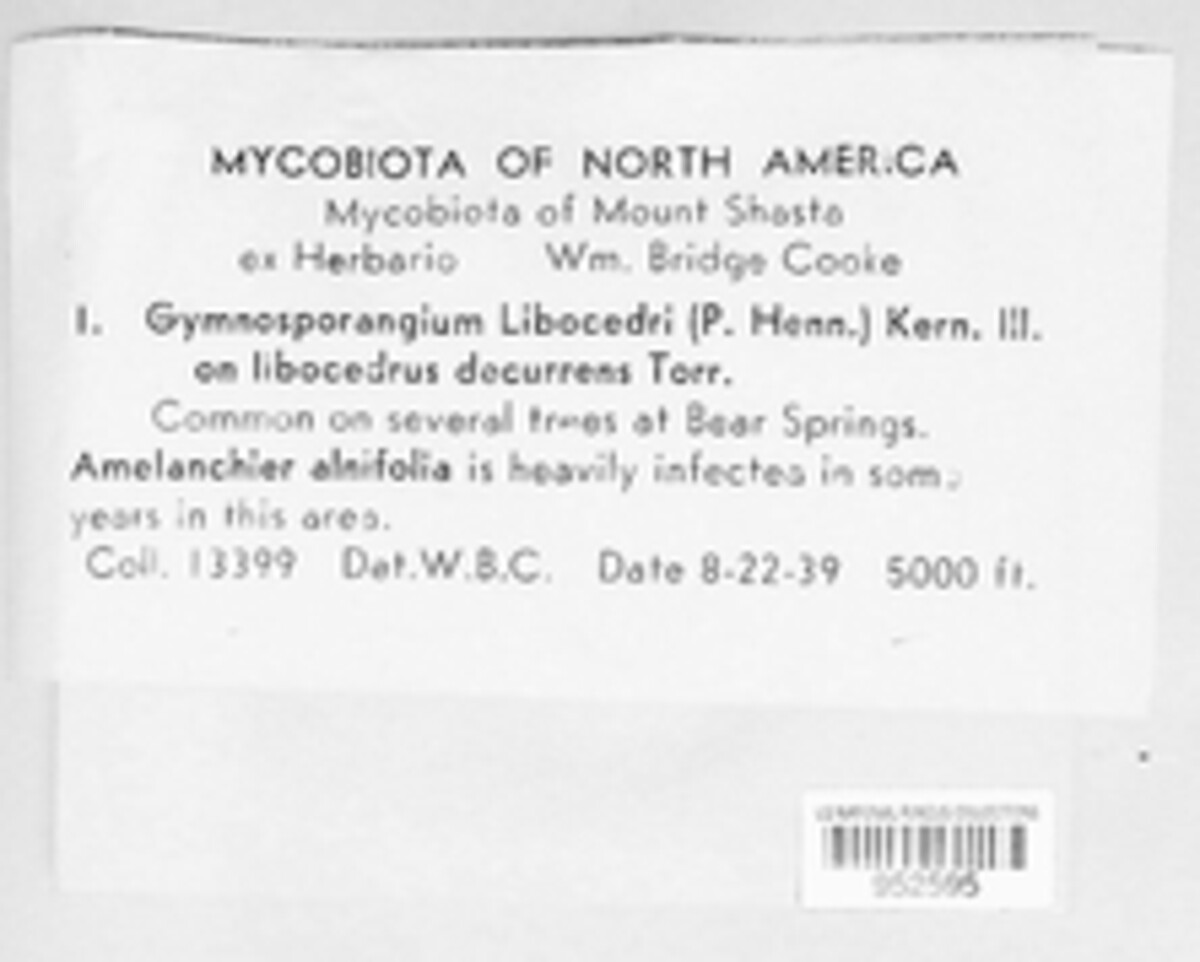 Gymnotelium blasdaleanum image